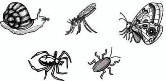 Дослідницький практикум. Як живуть мурахи?