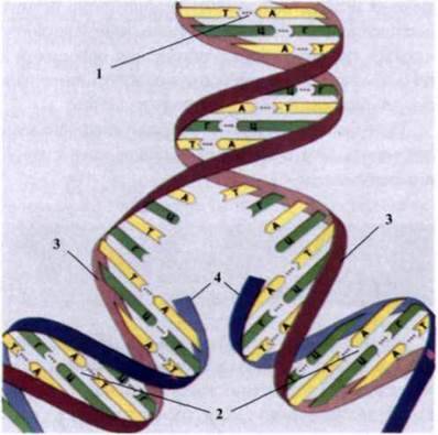 Реаплікація ДНК