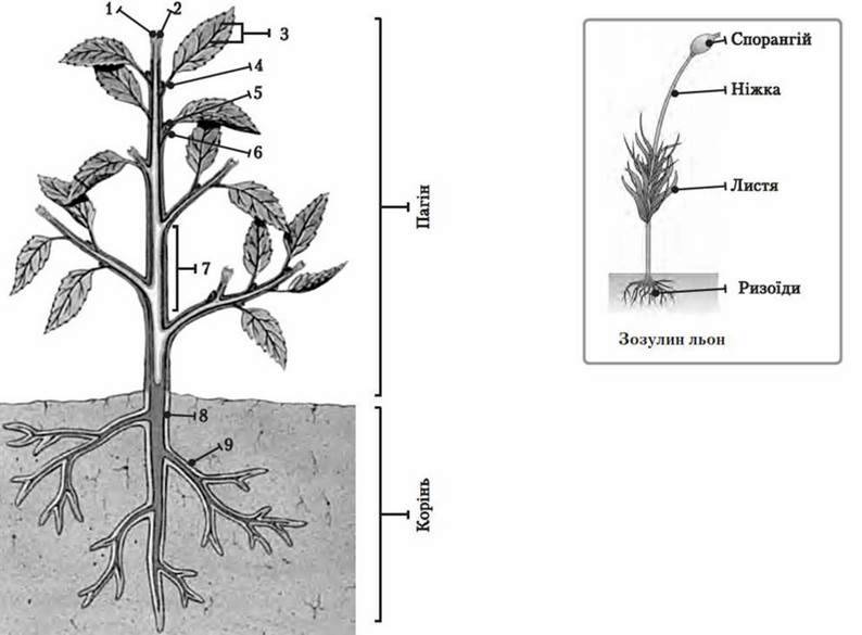 Органи багатоклітинних рослин   Організм як рівень організації живої природи