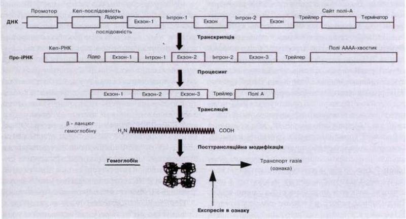 Реалізація генетичної інформації в клітині, експресія генів