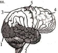 Великі півкулі головного мозку