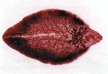 Сисун печінковий, або фасціола (Fasciola hepatica)   Тип Плоскі черви Plathelminthes