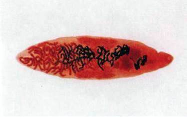 Сисун ланцетоподібний (Dicrocoelium lanceatum)   Тип Плоскі черви Plathelminthes
