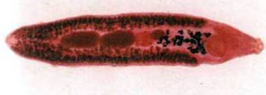 Збудник нанофієтозу (Nanophyetus salmincola)   Тип Плоскі черви Plathelminthes