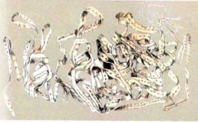 Стьожак широкий (Diphyllobothrium latum)   Тип Плоскі черви Plathelminthes