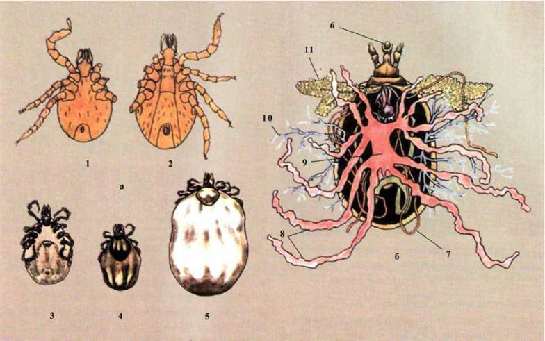 Іксодові кліщі: кліщ собачий (Ixodes ricinus), кліщ тайговий (І. persulcatus)   Клас Павукоподібні (Arachnoidea)