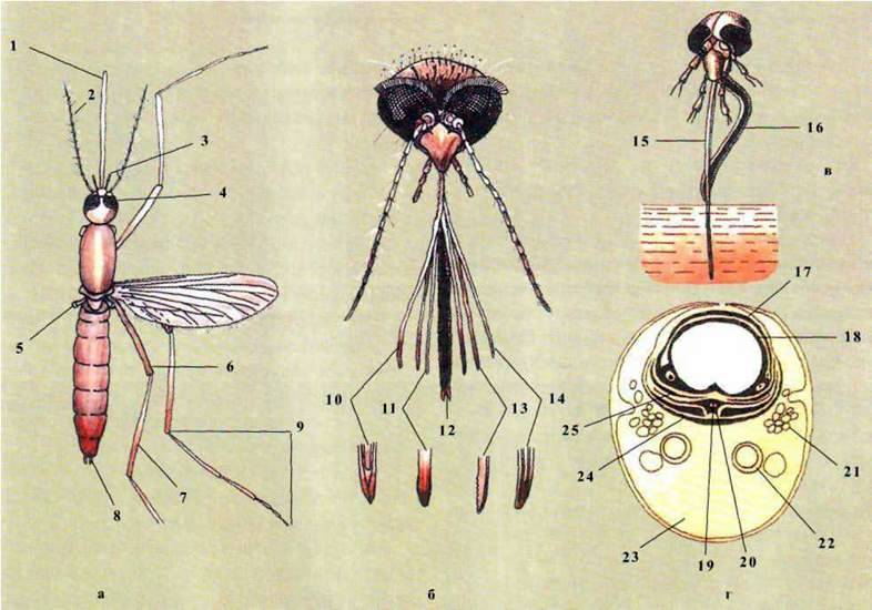 Ряд Двокрилі (Diptera). Комарі   Клас Комахи (Insecta)