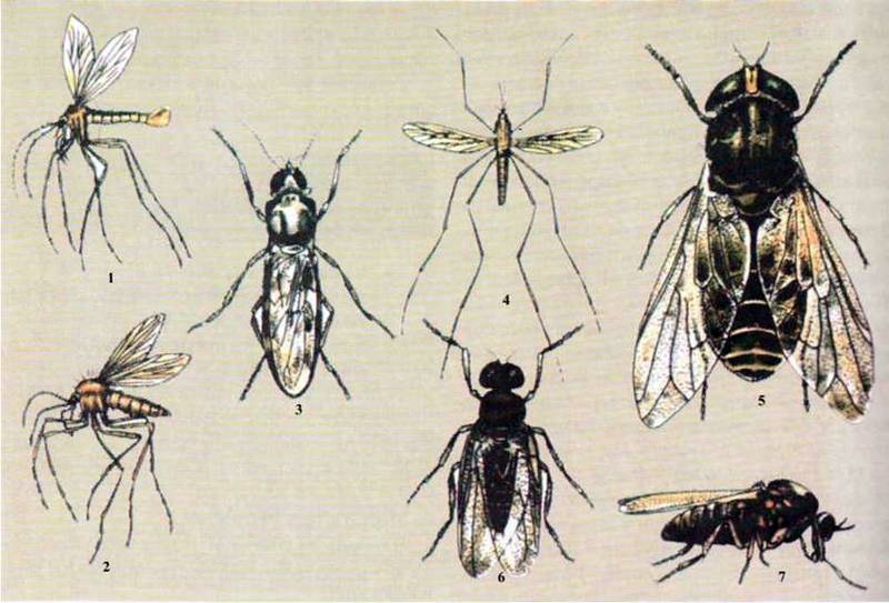 Гнус та його компоненти   Клас Комахи (Insecta)