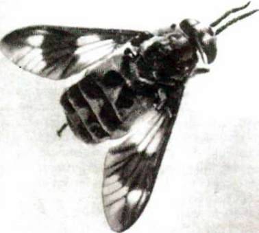 Гнус та його компоненти   Клас Комахи (Insecta)