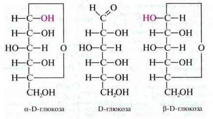 Циклічні форми моносахаридів   Моносахариди   Вуглеводи