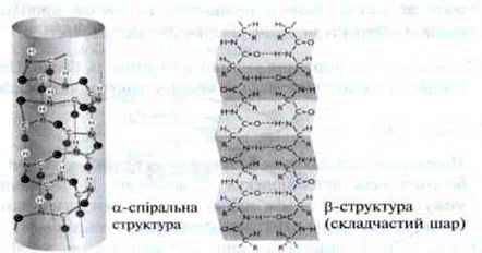 Структура протеїнів   Протеїни (білки)