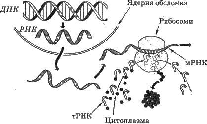 Біосинтез білка   БІОХІМІЯ