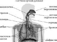 Дихальна система   Тканини   Біологія людини