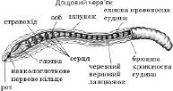 Тип кільчасті черви, або кільчаки   Підцарство Багатоклітинні   Зоологія