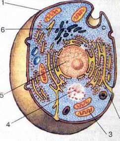 Клітини, тканини та органи Будова клітини