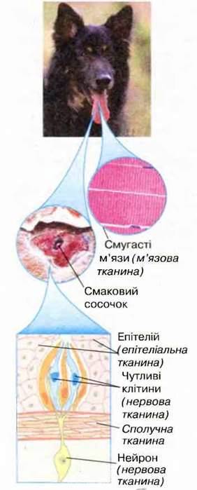 Тканини і клітини