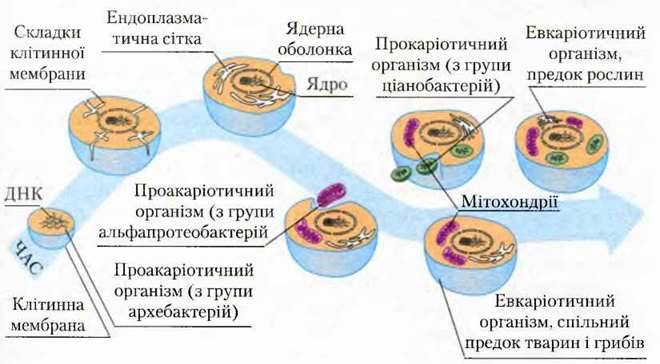 Тканини і клітини