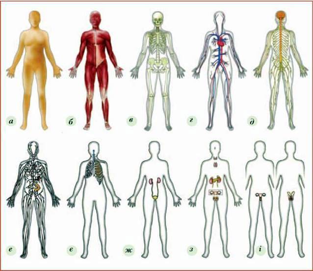 Тканини, органи, системи органів