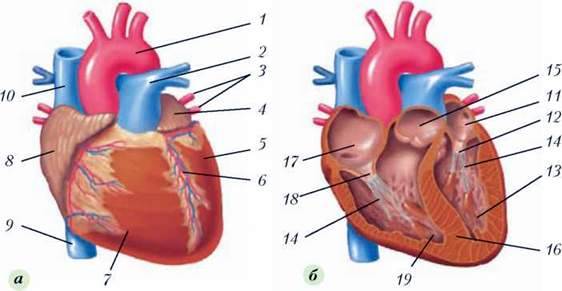 Кровоносна система. Будова і функції серця