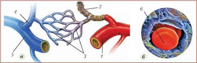 Кровоносні судини. Рух крові по судинах