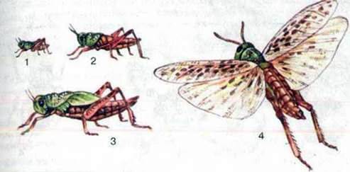 Розмноження і розвиток комах