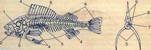 Клас Кісткові риби: спосіб життя, будова тіла і скелет