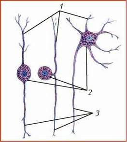Функції нервової системи. Нервова тканина. Функції нейронів