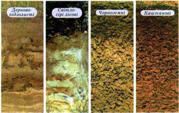 Основні типи грунтів. Земельні ресурси України
