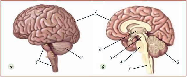 Головний мозок. Стовбур головного мозку і мозочок