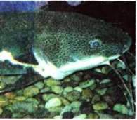 Розмноження кісткових риб. Поведінка та сезонні явища у житті риб