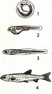 Розмноження кісткових риб. Поведінка та сезонні явища у житті риб