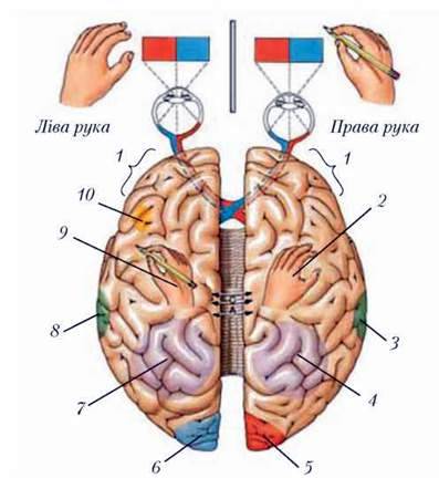 Функціональна асиметрія кори великих півкуль головного мозку
