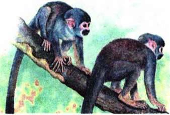 Різноманітність плацентарних ссавців: ряди Хоботні, Парнокопитні та Непарнокопитий Примати