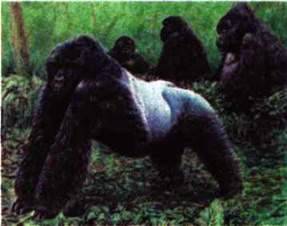 Різноманітність плацентарних ссавців: ряди Хоботні, Парнокопитні та Непарнокопитий Примати