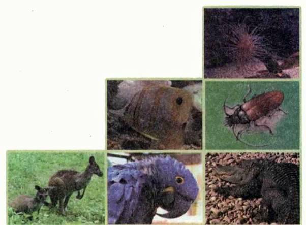 Історичний розвиток тваринного світу