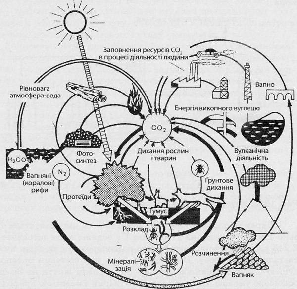 Схема круговорота углерода в природе впр. Круговорот углерода в природе. Объяснение схемы круговорота углерода в природе. Круговорот углерода в природе уравнения. Круговорот углерода в природе 9 класс.