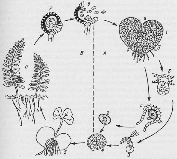Споры хвощей клетки заростка папоротника спермии. Цикл размножения папоротников. Жизненный цикл сальвинии плавающей схема. Гаметофит щитовника мужского. Архегоний в заростке папоротника.