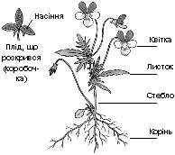 Органи рослин і тварин   Організм як жива система