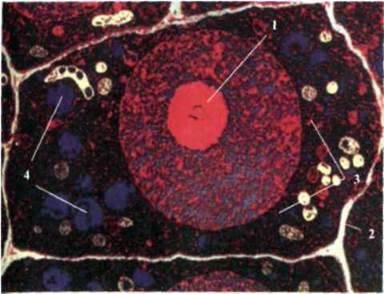 Клітинна та неклітинна форми органічного світу