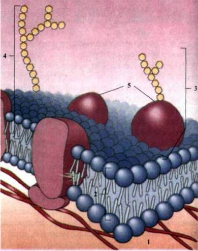 Клітинні мембрани, принцип компартментації