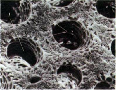 Клітинні мембрани, принцип компартментації