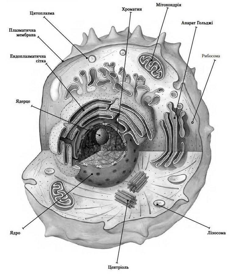Цитологія   наука про будову і функції клітини   Клітина