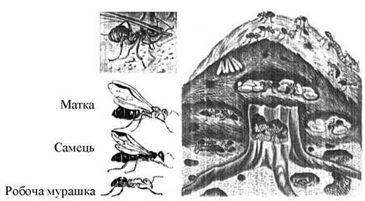 Етологічна структура популяцій тварин