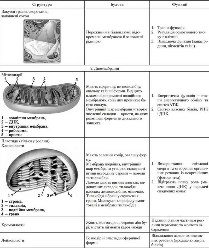 Склад цитоплазми   Цитоплазма, її компоненти