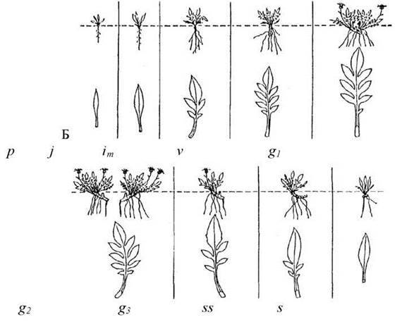 Вікова структура популяцій рослин