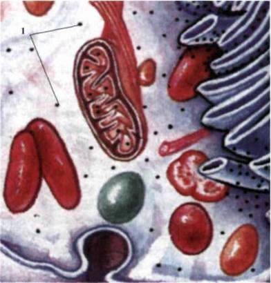 Органели цитоплазми