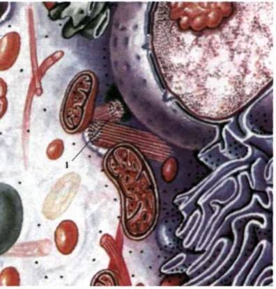 Органели цитоплазми