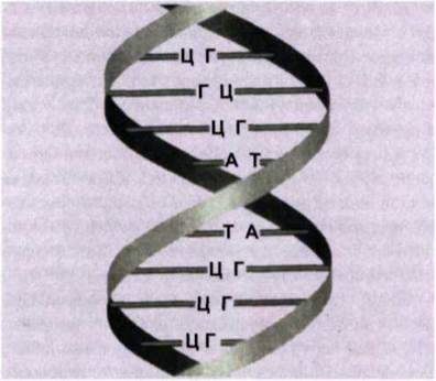 Нуклеїнові кислоти   ДНК і РНК