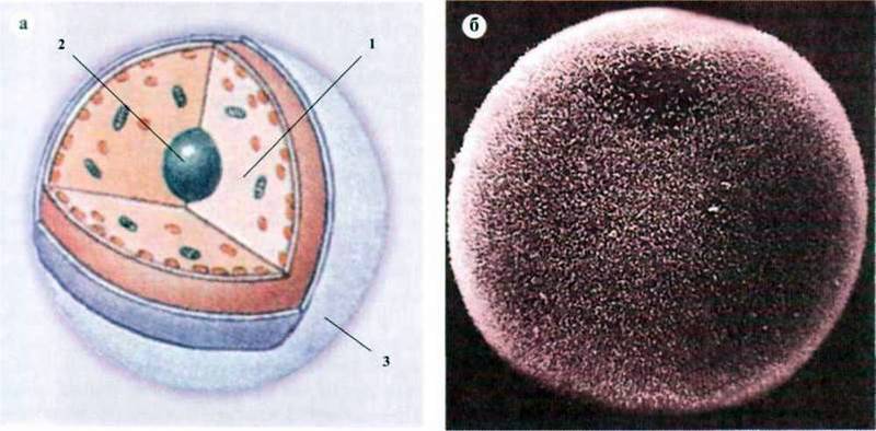 Статеві клітини людини   Розмноження
