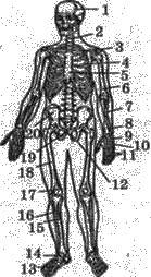 Скелет людини   Будова скелета людини   ОПОРНО РУХОВА СИСТЕМА   БІОЛОГІЯ ЛЮДИНИ